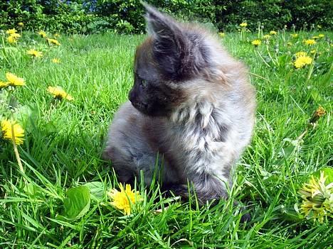 Maine Coon Muserne`s Eros - ER JEG IKKE BARE DEJLIG billede 1