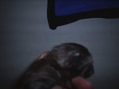 Maine Coon Muserne`s Eros - Der er Han næsten NY... billede 2