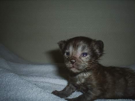 Maine Coon Muserne`s Eros - hader den blitz... 14dage billede 3