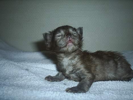 Maine Coon Muserne`s Eros - Fordi man er lille kan man vel godt være lidt snobbet... 14 dage billede 4