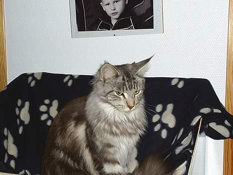 Maine Coon Muserne`s Eros - Ja der er så min mor Donna... billede 5