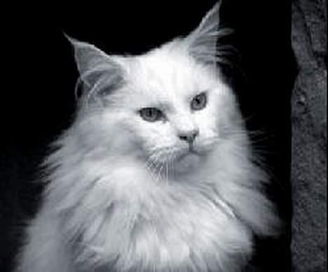 Maine Coon Muserne`s Eros - og den flotte fyr her er min Far kaldet " Moss" billede 6