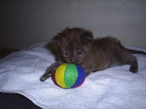 Maine Coon Muserne`s Eros - Jeg er ret god til det med den bold...  23 dage billede 7