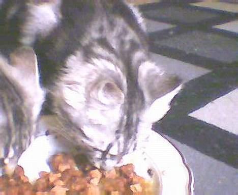 Norsk Skovkat kida - jep lidt af et mad øre skal man være ik kida ss billede 3