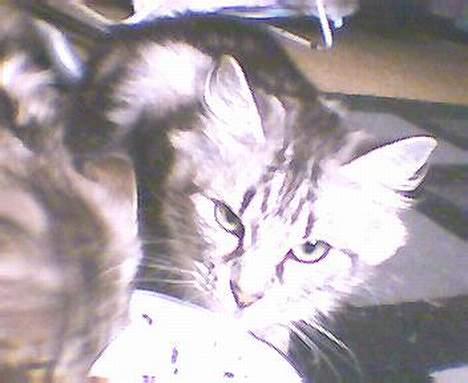 Norsk Skovkat kida - så nuttet billede 4