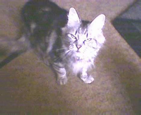 Norsk Skovkat kida - hun tænker bare så stopper du altså mor  billede 5