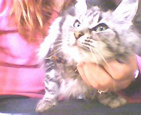 Norsk Skovkat kida - en kløe tur .det er noget hun kan lide  billede 6