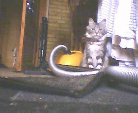 Norsk Skovkat kida - hmm en støvsuger ja den skræmmer ikke kida næ hun kan kravle rundt på den mens den er tændt billede 8