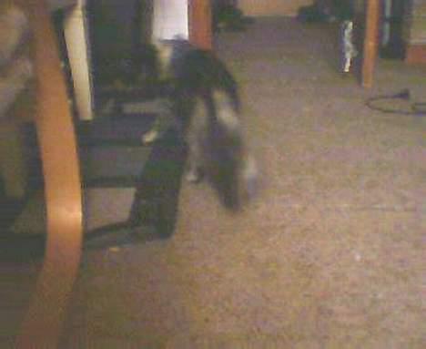 Norsk Skovkat kida - kida bagfra hun har en fin hale trods den dårlige billede kvalitet billede 9