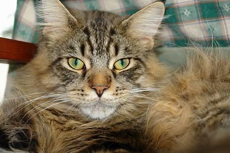 Maine Coon Oliver - Slapper af billede 15