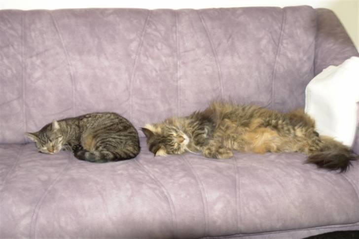 Maine Coon Oliver - En enkelt solstråle billede 16