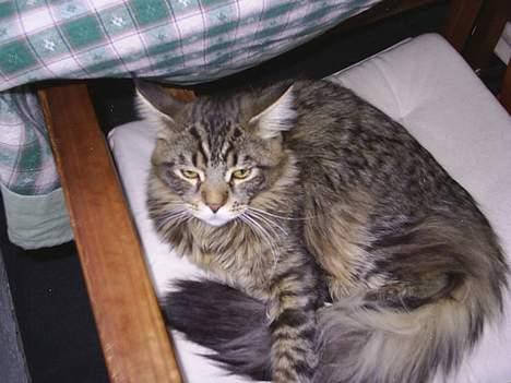 Maine Coon Oliver billede 17