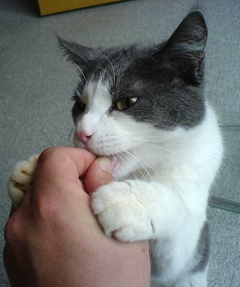 Huskat karl mulle - Kongen Mulle af Tårs. billede 1