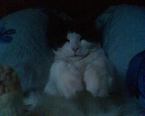 Huskat karl mulle - Lille baby Mulle...:-) billede 2