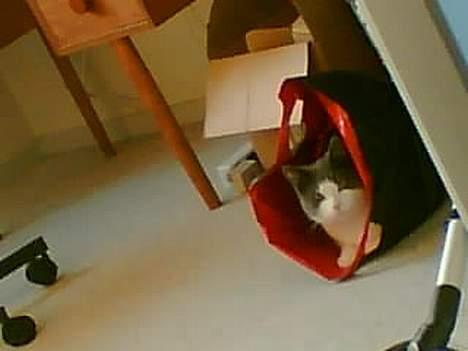 Huskat karl mulle - Mulle prrøver at gemme sig inde i posen.... billede 4