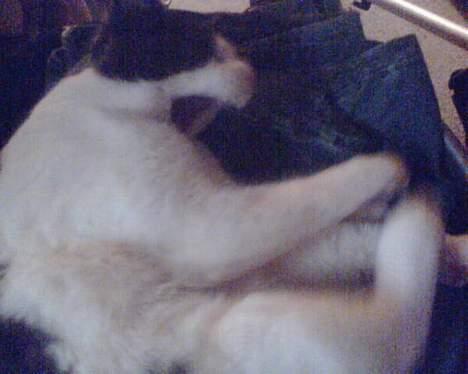 Huskat karl mulle - Mulle har fundet pladsen i vasketøjskurven og gaber af træthed da jeg opdager ham.... billede 5