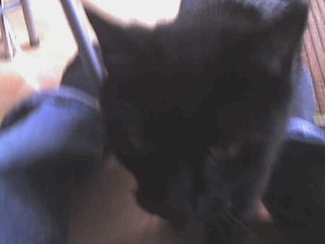 Huskat Benji *Nye billeder* - Pusser misser billede 5