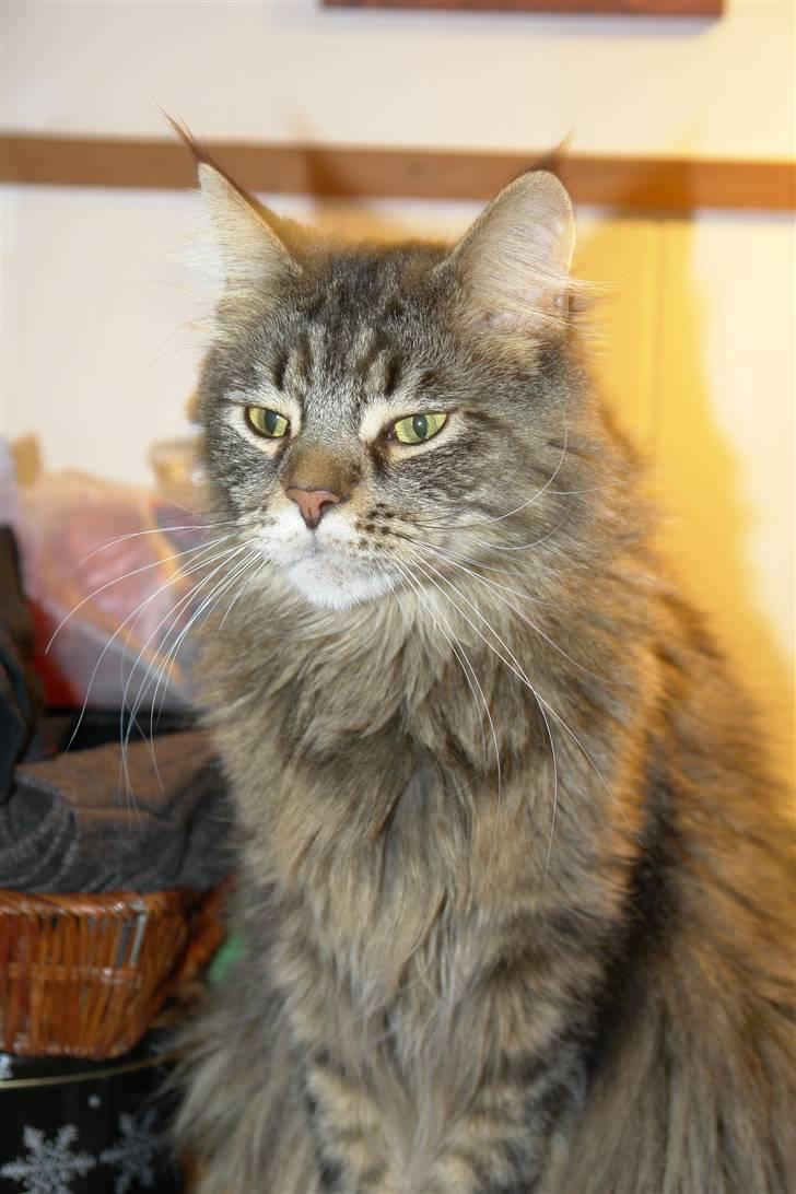 Maine Coon Oliver billede 18