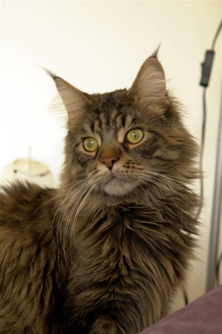Maine Coon Oliver billede 19