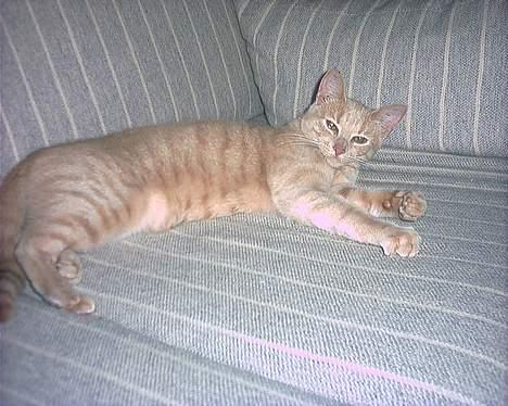 Huskat Diva R.I.P billede 8