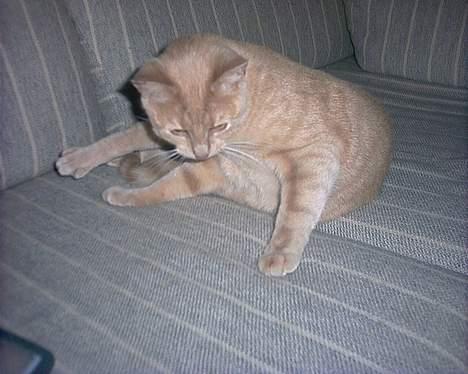 Huskat Diva R.I.P billede 9