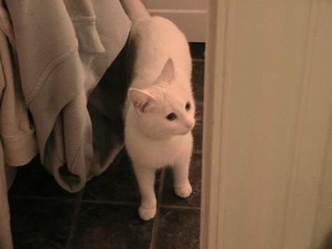 Blanding af racer Nala - Mig...s... billede 11