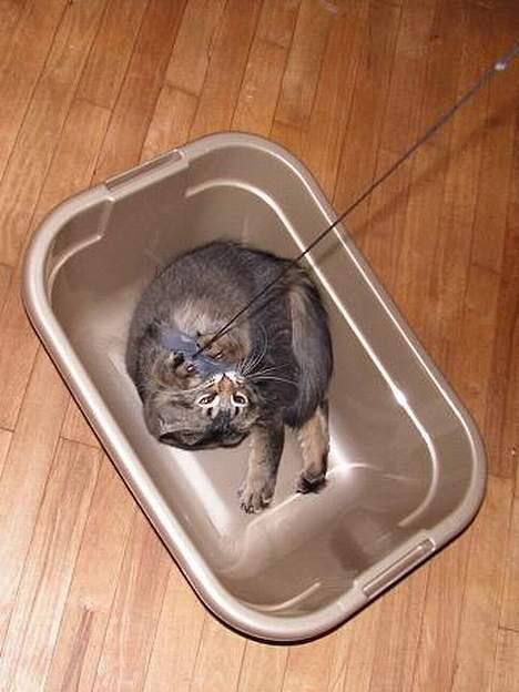 Norsk Skovkat Loke - Det er bare så sjovt det her billede...skulle bare med, hehe billede 7