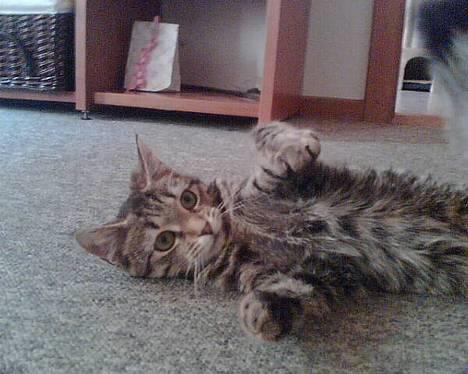 Huskat Liva - Okay okay mor jeg overgiver mig :O) billede 1