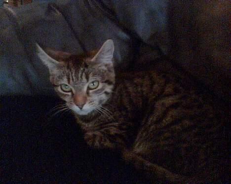 Huskat Liva - Jeg er lidt bange for hende "brokrøven" der er her.. billede 2