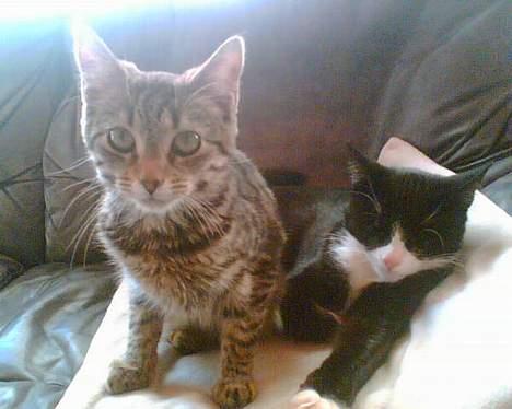 Huskat Liva - Hun er nu sød nok, nu må jeg oz putte i sofaen. billede 3