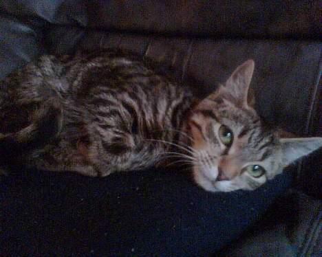 Huskat Liva - Arrh put put billede 4