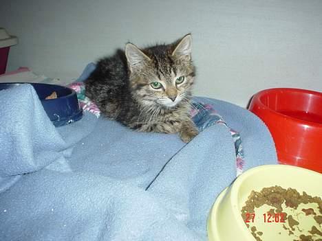 Huskat Liva - Her er jeg næsten lige blevet fisket op af en stor balje med vand! Snøft! billede 6