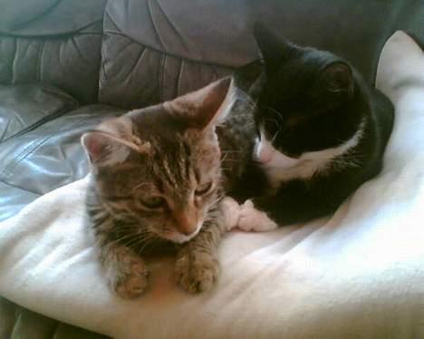 Huskat Liva - Ahh! det her er lækkert.. :O) billede 7