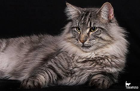 Norsk Skovkat JAGUAR - Int. Champion - *Modelfotos* - Hvem sagde, at jeg var fotogen?? :) billede 2