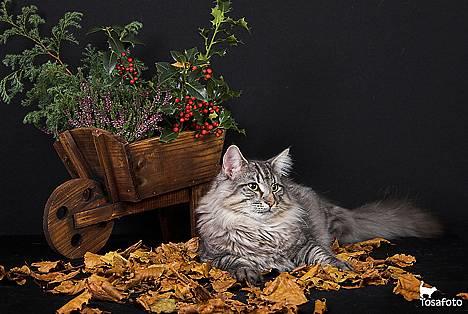 Norsk Skovkat JAGUAR - Int. Champion - *Modelfotos* - Hvor er her hyggeligt..  billede 6