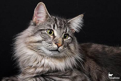 Norsk Skovkat JAGUAR - Int. Champion - *Modelfotos* - JEG ER SMEEELTET !! <3 billede 12