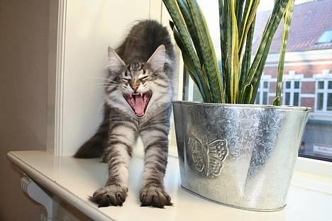 Norsk Skovkat JAGUAR - Int. Champion - En ung Jaguar - hvilket billede :) billede 13