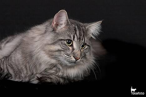 Norsk Skovkat JAGUAR - Int. Champion - *Modelfotos* - Nu begynder det at være liiiidt kedeligt... altså..  billede 14