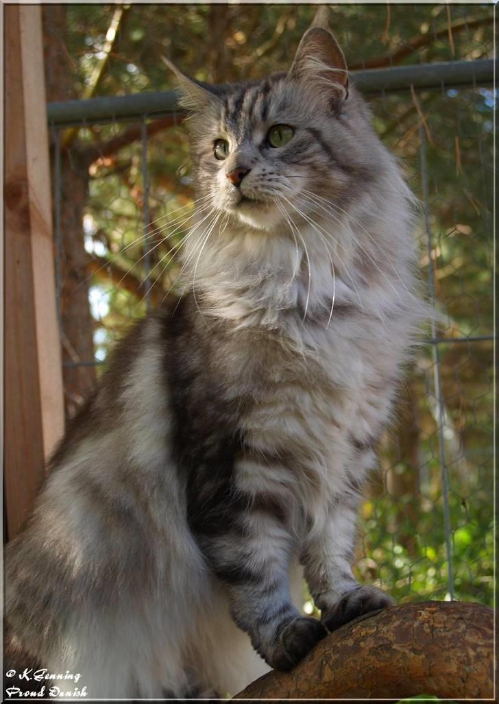 Maine Coon DK Proud Danish Beauti - Beauti *NYT* 17-10-2009 billede 1