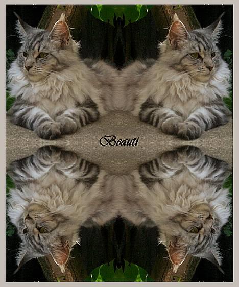 Maine Coon DK Proud Danish Beauti - ;o) Har leget lidt med hendes billed. billede 2