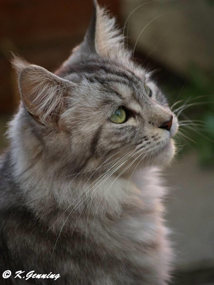 Maine Coon DK Proud Danish Beauti - Jeg ved godt jeg er lækker........ tihi. billede 3