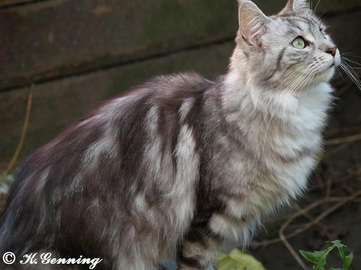 Maine Coon DK Proud Danish Beauti - Beauti  billede 5