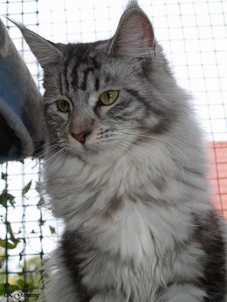 Maine Coon DK Proud Danish Beauti billede 6