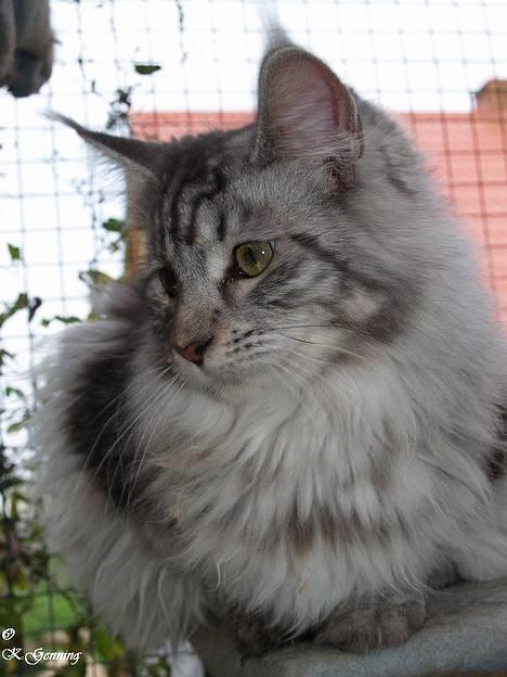 Maine Coon DK Proud Danish Beauti billede 7