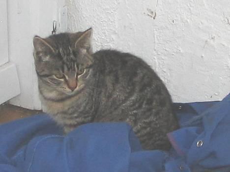 Huskat Hegnsholt's Tulle <3  - ´ # 15: Ser jeq ikke sød ud ? billede 15