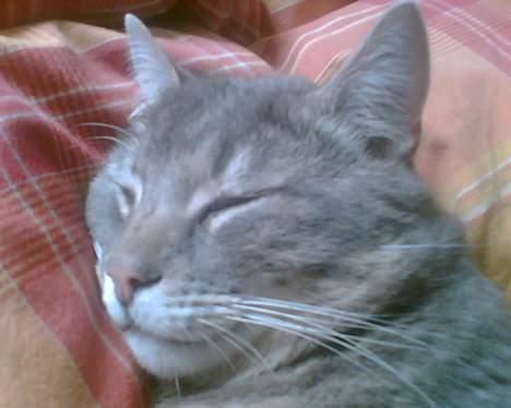 Huskat Anton *DØD* - godnat! billede 11