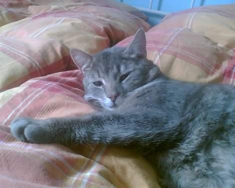 Huskat Anton *DØD* - dig igen????? billede 12