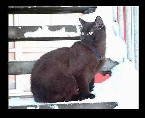 Huskat Thorkild  billede 18