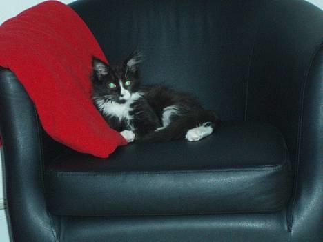 Maine Coon Teasy billede 11