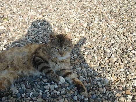 Huskat Buller  ** R.I.P.** - Buller ligger på gårdspladsen 1. Maj 2006 billede 18